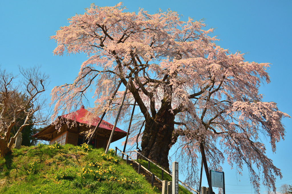 青空に映えて　～ 上石の不動桜 ～