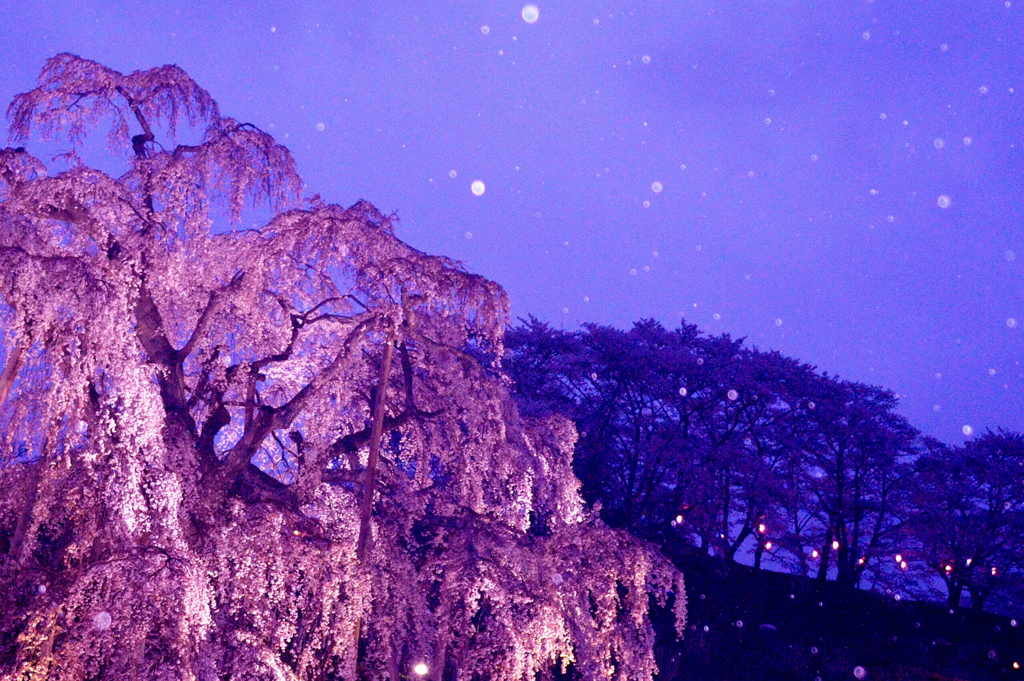 夜雨夜桜　