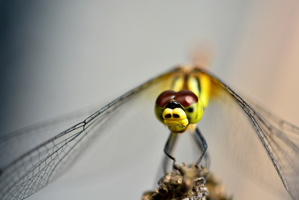 Dragonfly