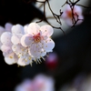 夕刻梅　４
