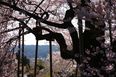 巨桜の丘から未来を覗き見る