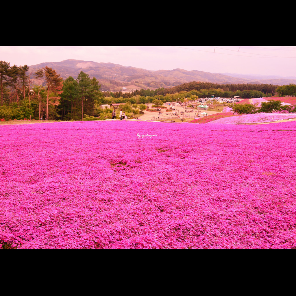 芝桜　五