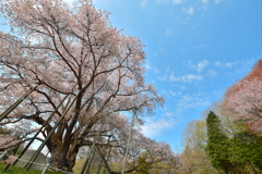 春の巨人　～越代の桜2025～