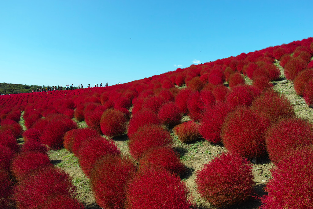 紅の丘っぱりからこんにちわ～