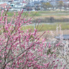 絆 1