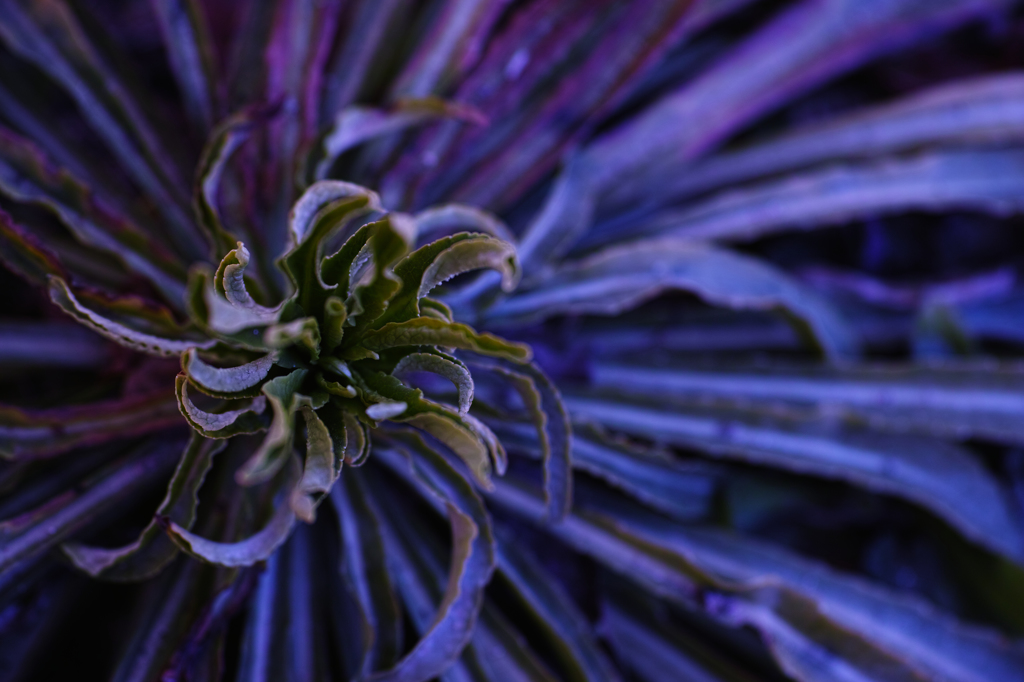 Strange leaf　2