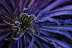 Strange leaf　2