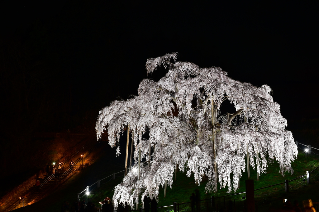 偉大なる巨桜 　