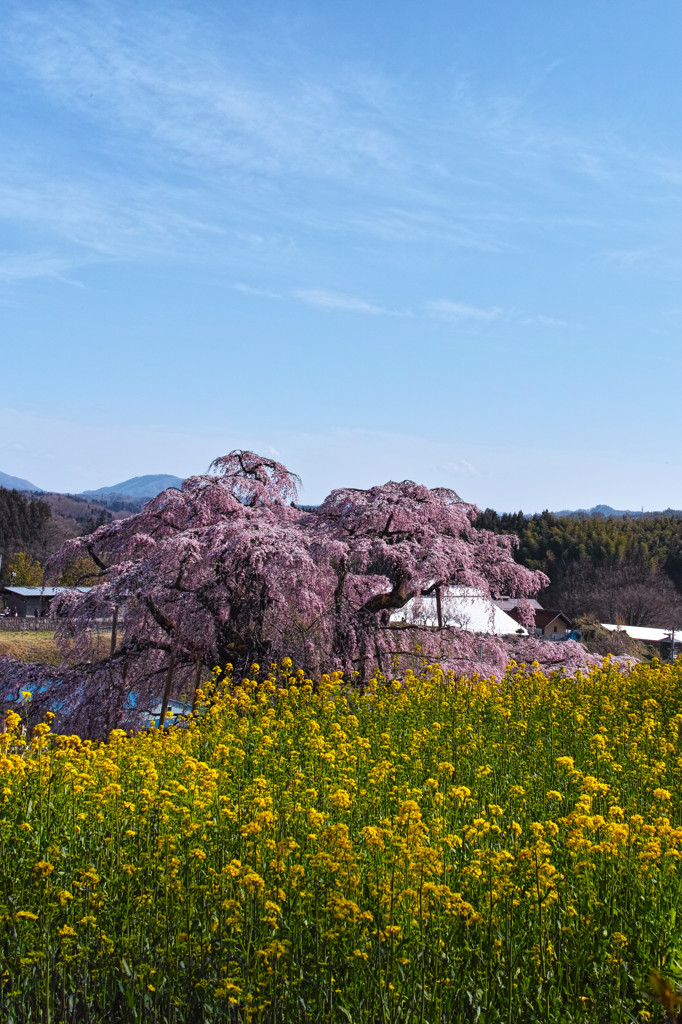 快晴滝桜　～菜の花といっしょに～