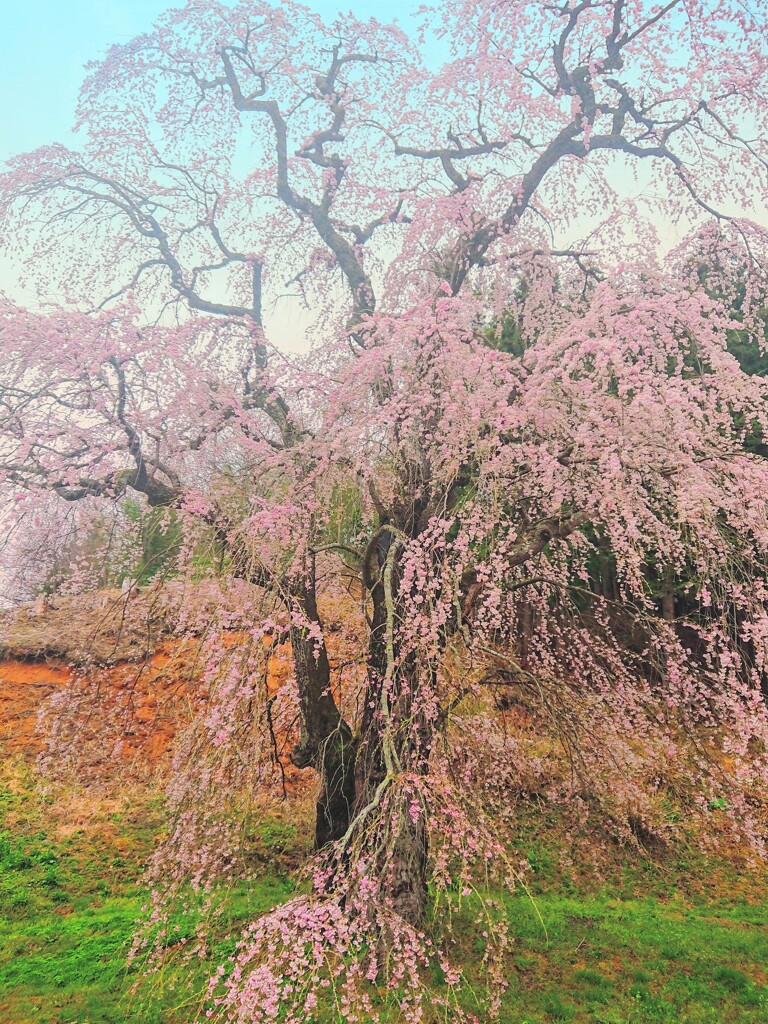 福田の糸桜