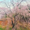 福田の糸桜