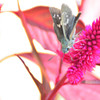 Celosia argentea 5