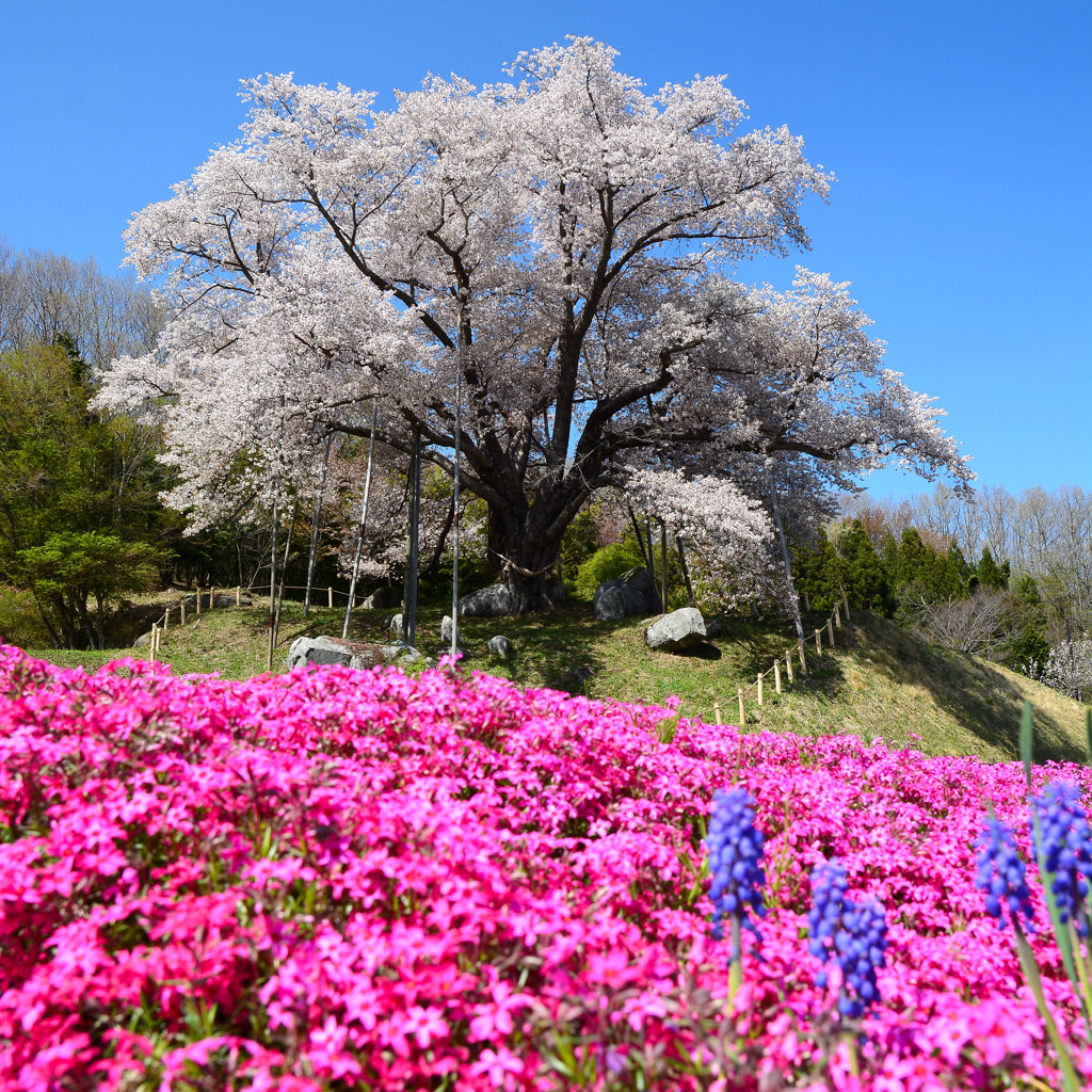 天照山桜　４