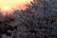 夕刻桜