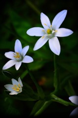 Three brothers of white