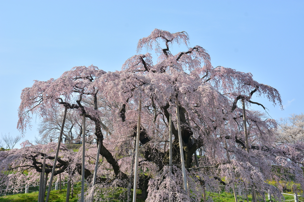 快晴滝桜　～淡く美しく～