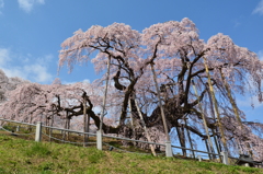 美春桜 ５　～ 三春滝桜 2014 ～