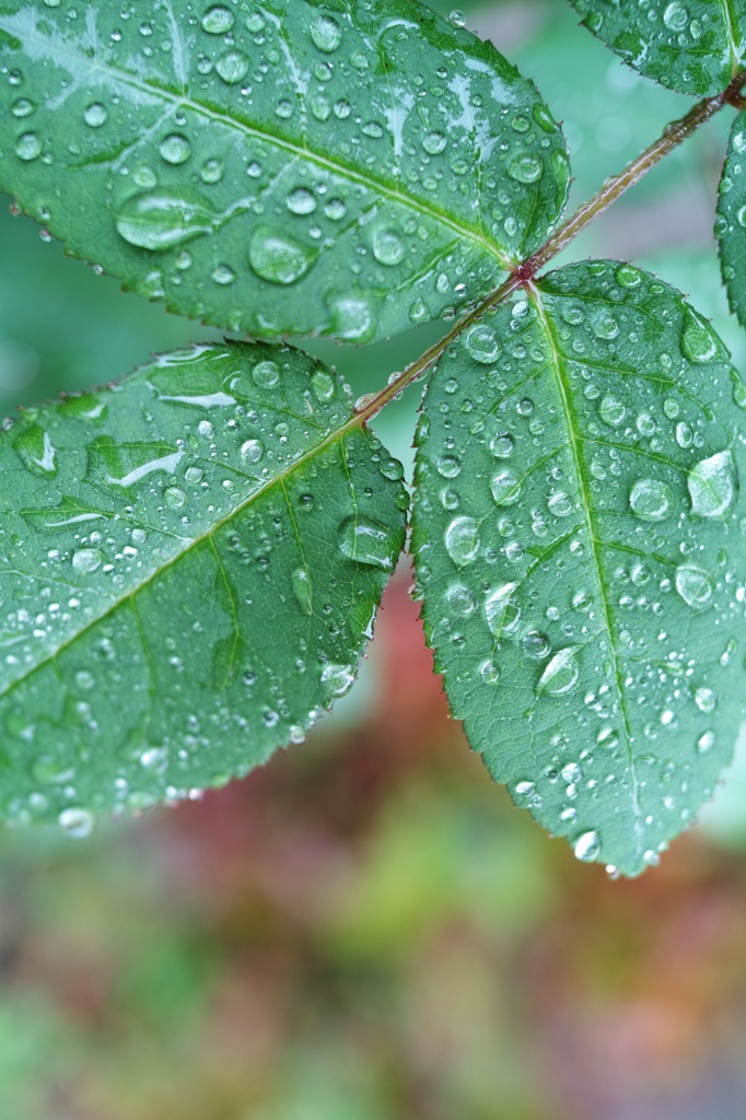 雨上がり