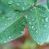 雨上がり