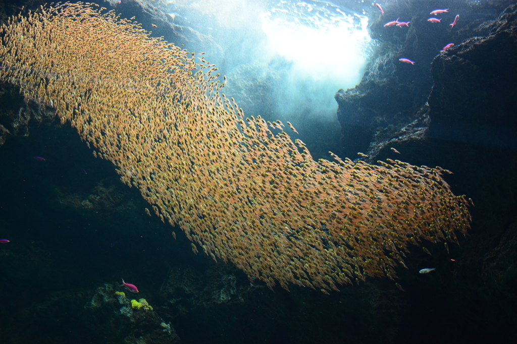 金色魚群