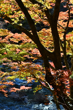 秋彩渓流