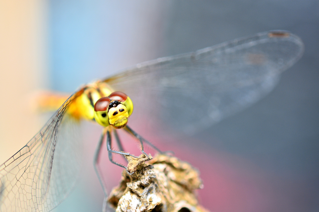 dragonfly 2