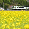 菜の花　