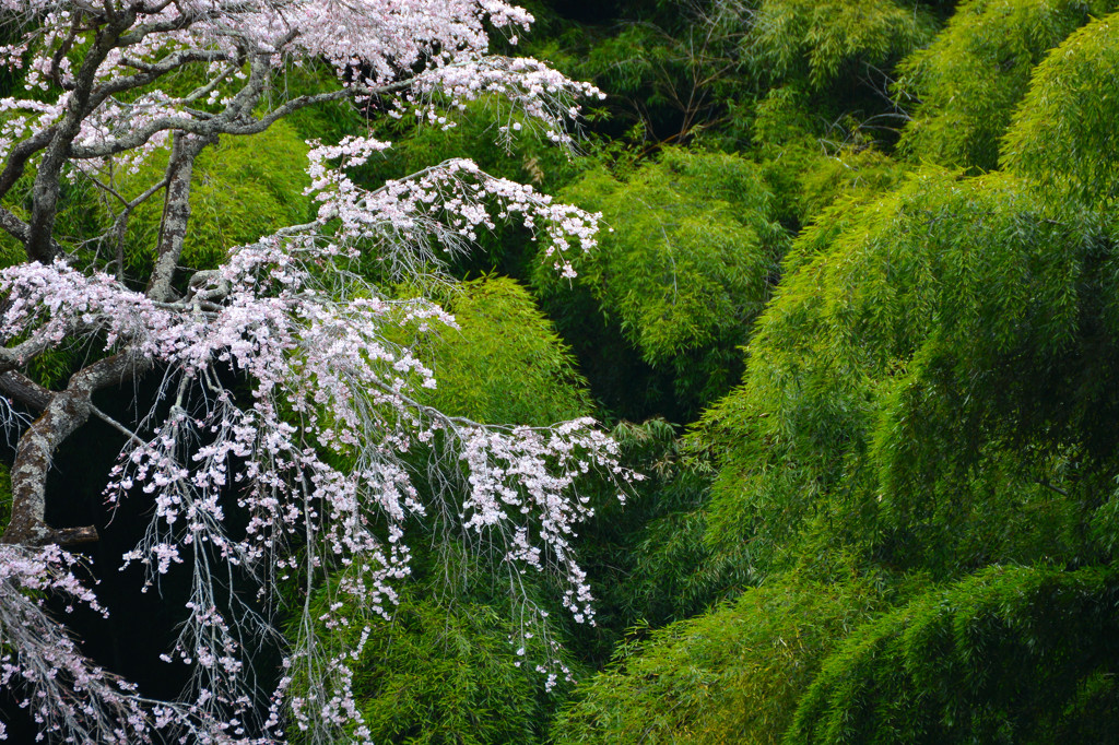 緑映桜　３