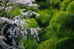 緑映桜　３