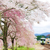 春爛漫　～ 夏井の春 ～