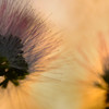 Albizia julibrissin　ＩＩ