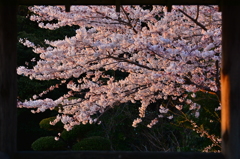 夕刻 桜　２