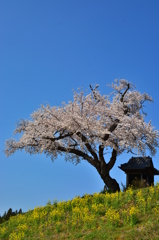 青空に映えて　～ 小沢の桜 ～ 1