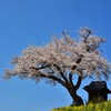 青空に映えて　～ 小沢の桜 ～ 1