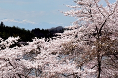 桜里　