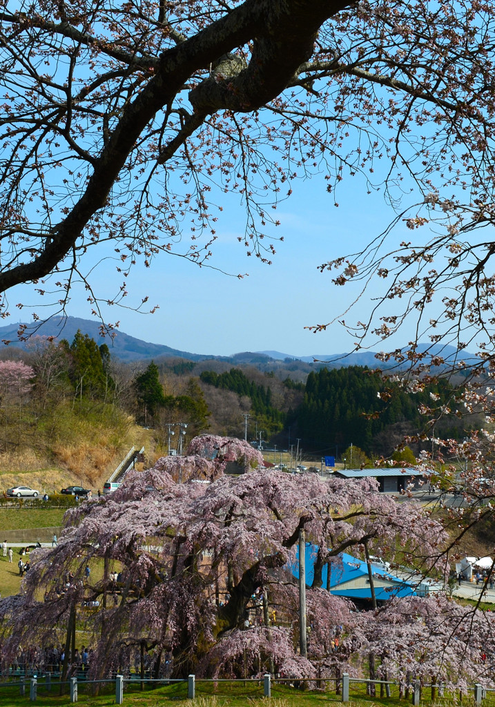 故郷春景色　～三春滝桜～　３