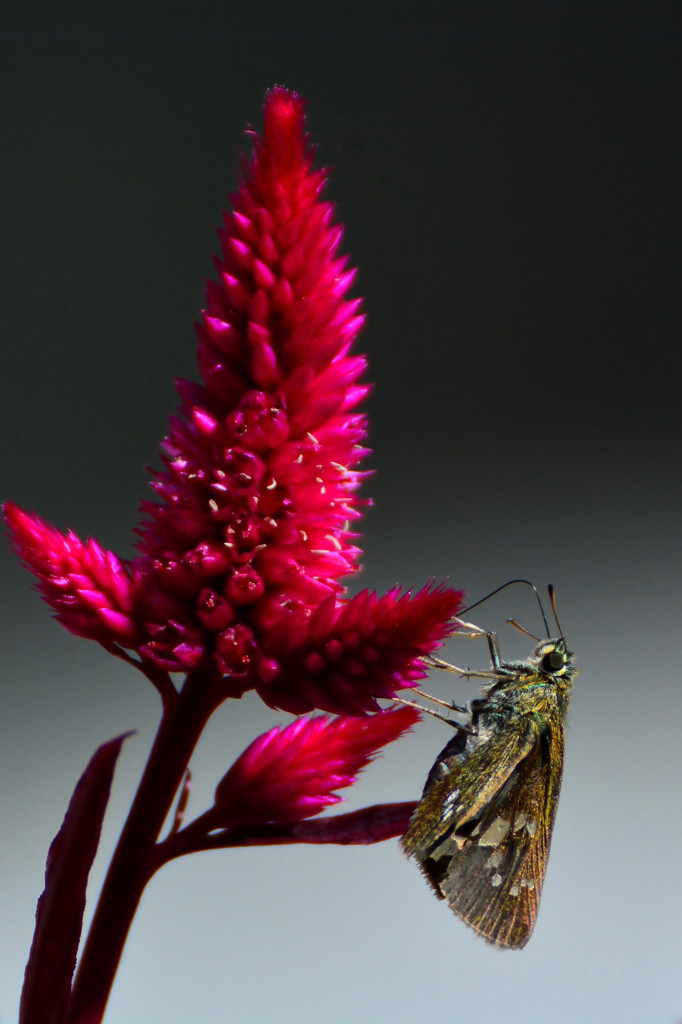 Celosia argentea　２