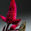 Celosia argentea　２