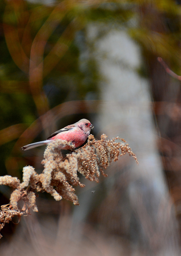 野鳥の食卓　～冬のセイタカアワダチソウ～　１