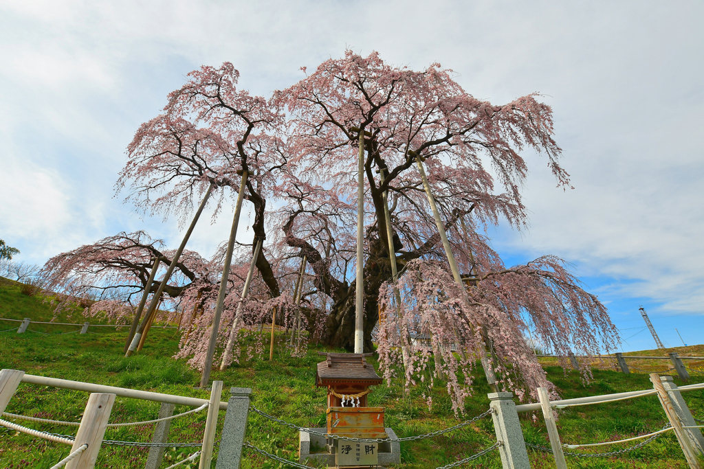 三春滝桜 2020 3