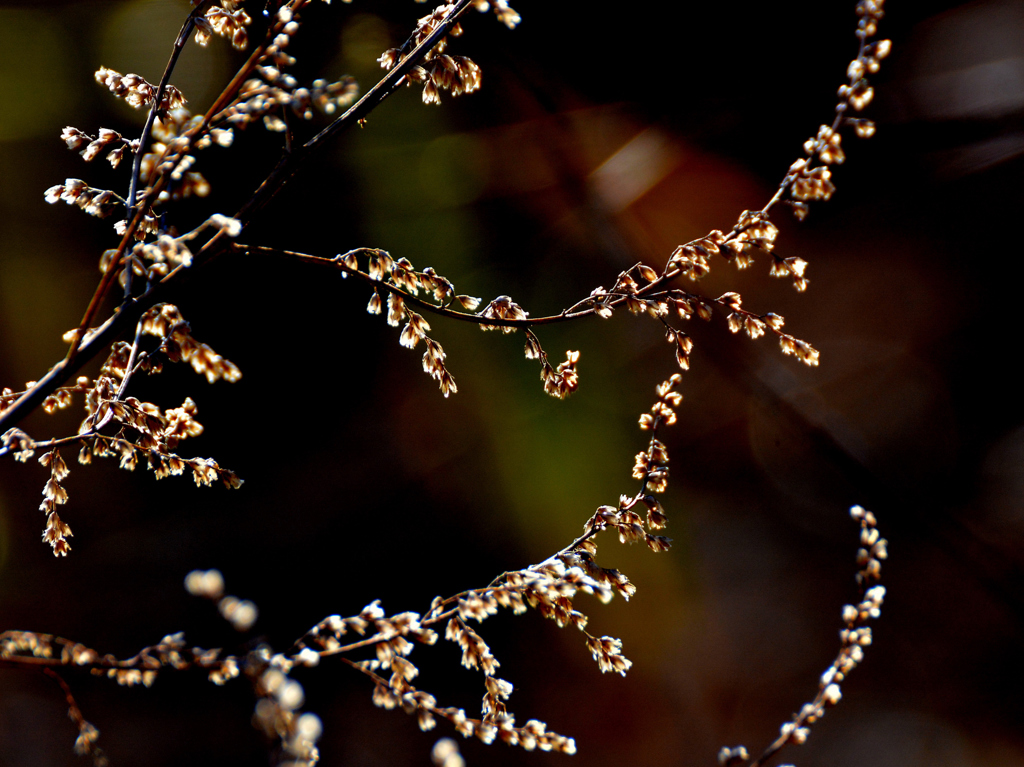 Jewelry which sunlight gave
