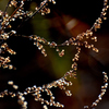 Jewelry which sunlight gave