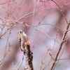 優彩の小啄木鳥