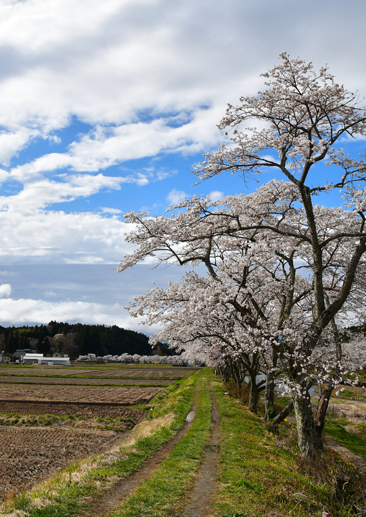 夏井の春 ３