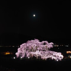 滝桜ライトアップ 2025