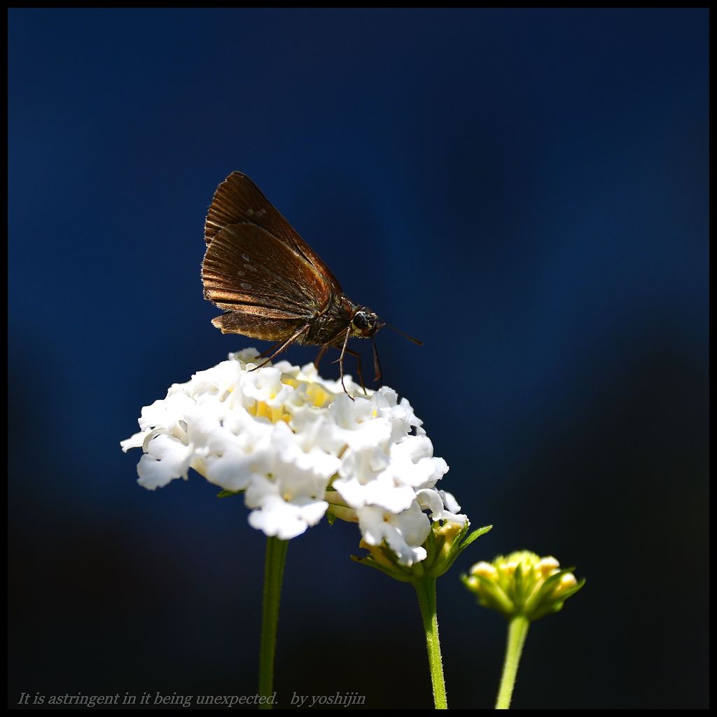 セセリ ３  　～  The wing of the jewelry of  S