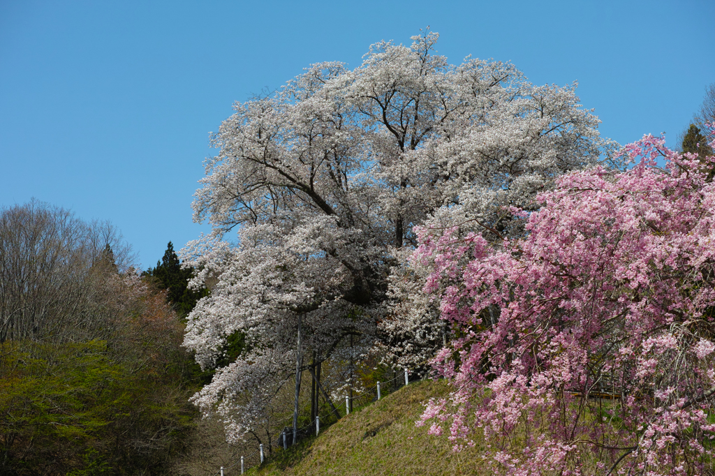 終春の巨桜　２