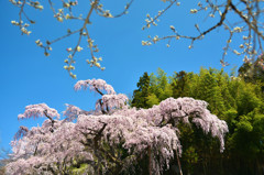 桜里　～紅枝垂地蔵ザクラ～