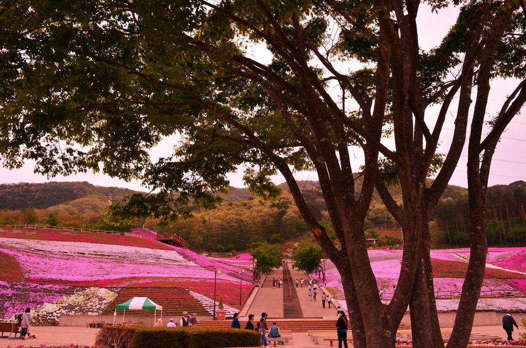 芝桜　一