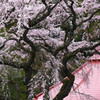 日本の春